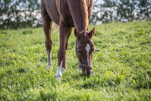 brown riding horse on pasture