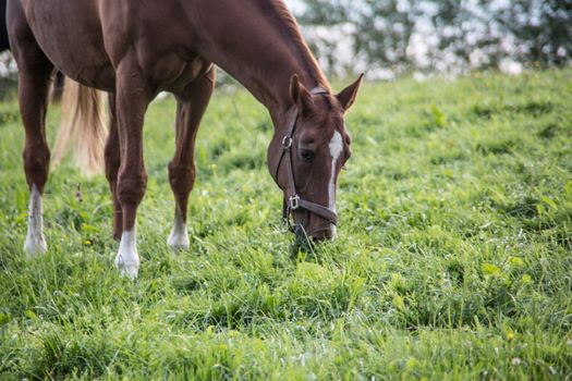 brown riding horse on pasture