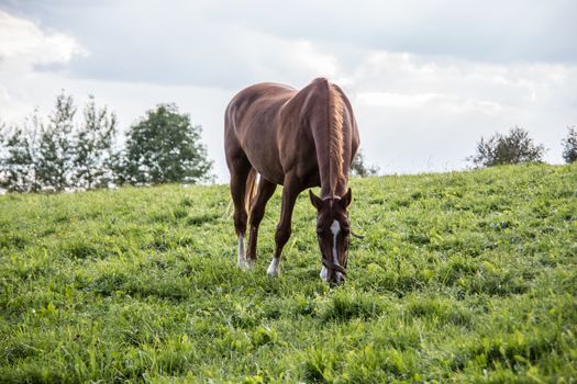 brown riding horse on pasture