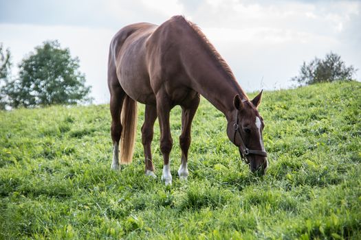brown riding horse on pasture