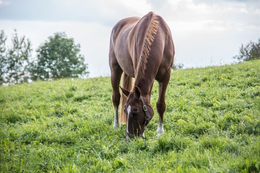 brown riding horse on pasture