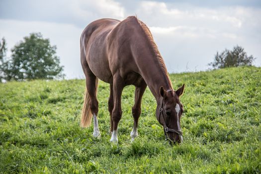 brown riding horse on pasture