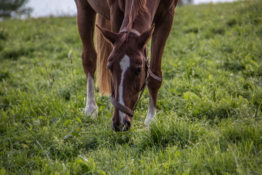 brown riding horse on pasture