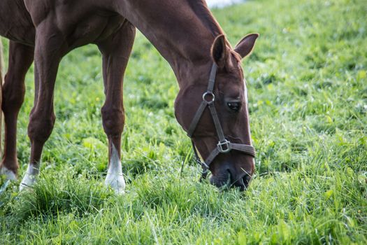 brown riding horse on pasture