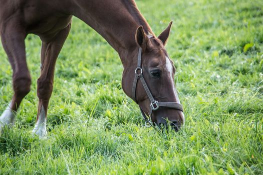 brown riding horse on pasture