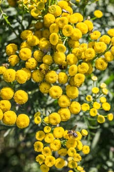 poisonous scab herb with bee