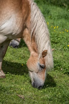 brown horses on pasture