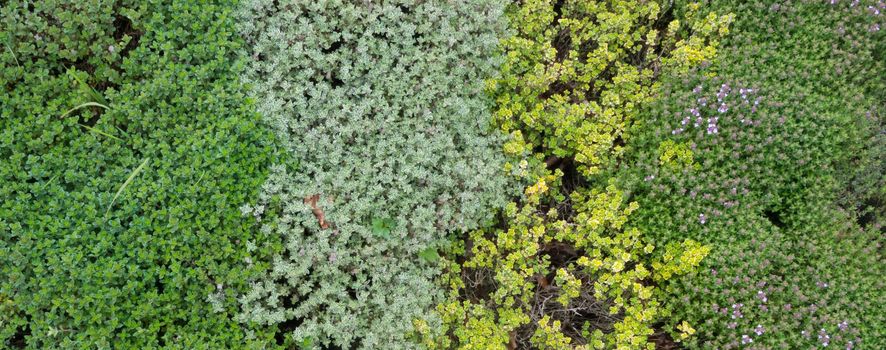 Different varieties of Thyme - culinary herb growing on an allotment