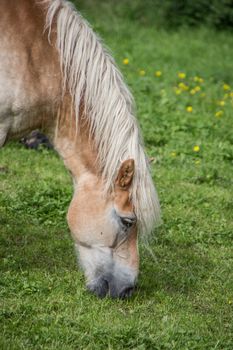 brown horses on pasture