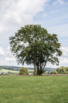 solitary deciduous tree on meadow