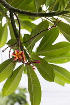 Plumeria flowers in a garden in Thailand.