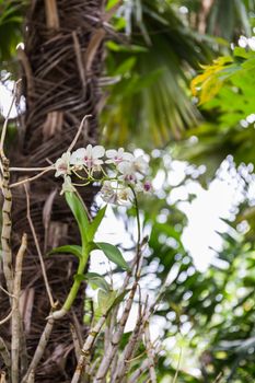 White orchid is hung on the tree in the home garden.