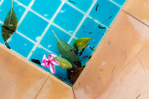 Beautiful plumeria flower floating in water along with some leaves.