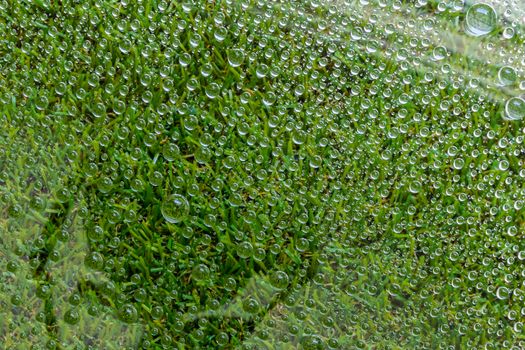Water drop, droplet, raindrop of grass background