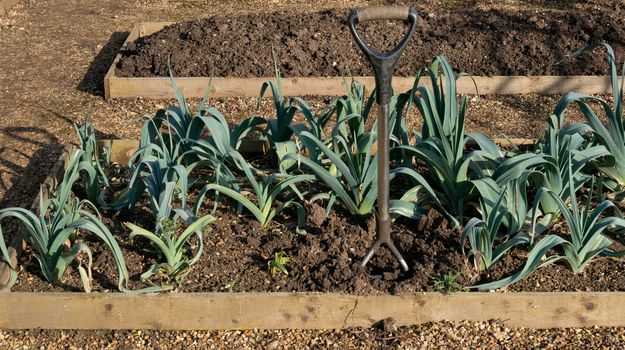 Winter Leeks Growing on an Allotment