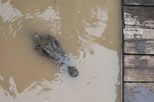 Top view of the head of a crocodile in the water at the Crocodile Farm, floating village of Tonle Sap Lake, Siem Reap Province,  Cambodia