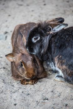 Bunnies in the field