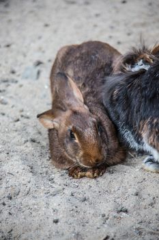 Bunnies in the field