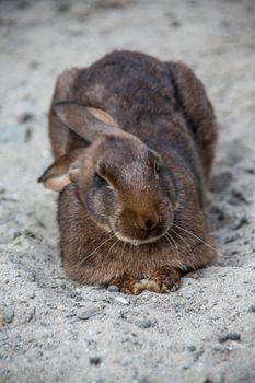 Bunnies in the field