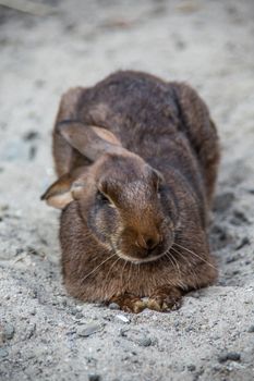 Bunnies in the field