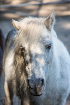 white pony in the pasture