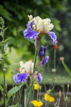 blue white flowering iris