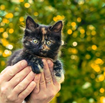 little motley kitten in female palms on a background of green foliage