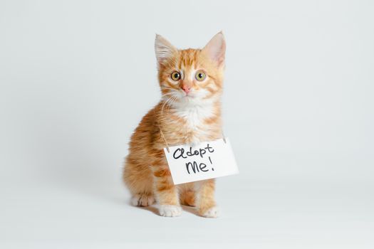 cute ginger kitten with a sign adopt me on his neck on a light background