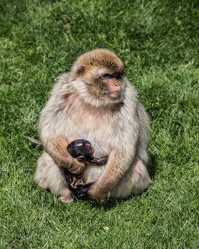 Berber monkeys at waterhole