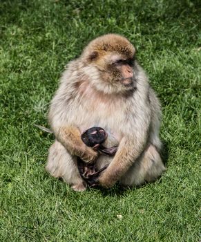 Berber monkeys at waterhole