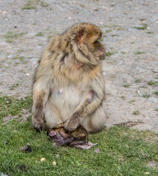 Berber monkey with cub in her arms