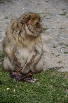 Berber monkey with cub in her arms