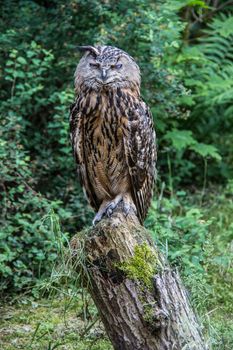 Owl perches on tree trunk