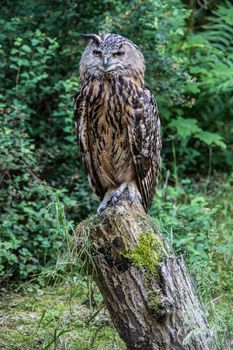 Owl perches on tree trunk