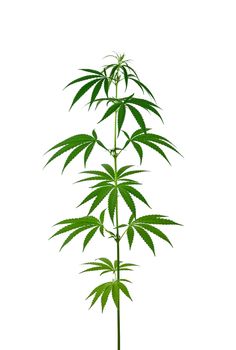 Close up one small fresh green cannabis or hemp plant isolated on white background, low angle side view
