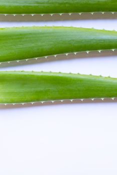 Aloe vera fresh leaves on white background. Copy space