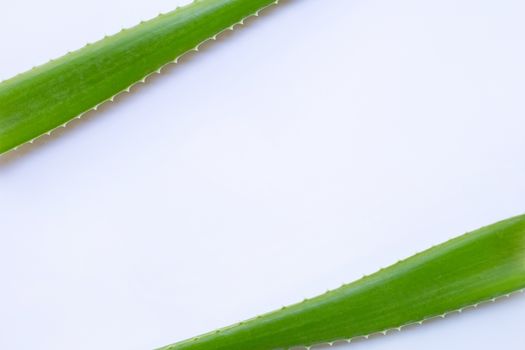 Aloe vera fresh leaves on white background. Copy space