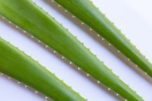 Aloe vera fresh leaves on white background.