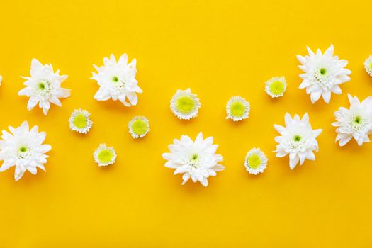 Composition of white yellow flowers. Chrysanthemums on yellow paper background