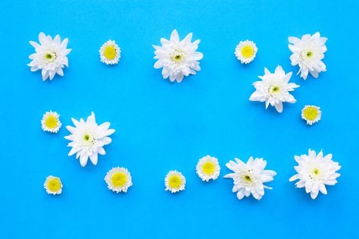 Composition of white yellow flowers. Chrysanthemums on blue paper background