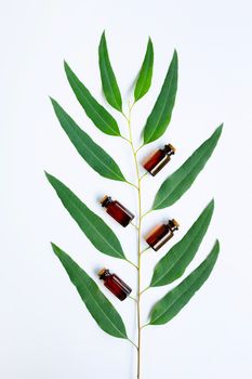 Eucalyptus oil bottle with eucalyptus branch on white background