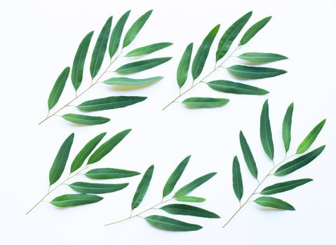 Eucalyptus  leaves on white background.