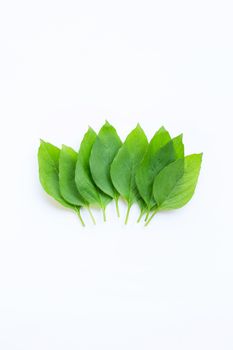 Sweet basil leaves on white background.
