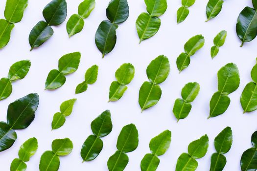 Bergamot kaffir lime leaves herb fresh ingredient on white background.