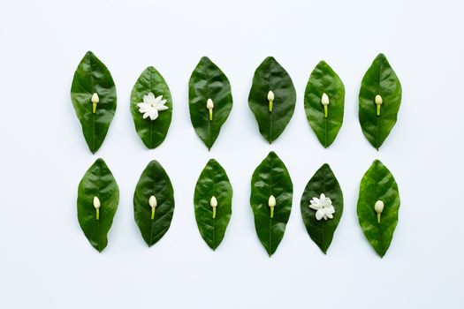 Jasmine  flower with leaves on white background.
