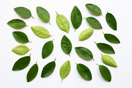 Green lime leaves on white background.