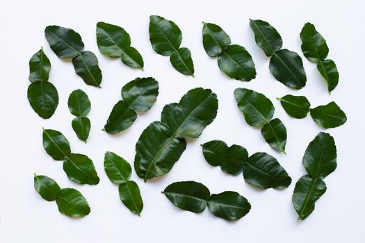 Bergamot kaffir lime leaves herb fresh ingredient isolated on white background.