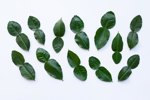 Bergamot kaffir lime leaves herb fresh ingredient isolated on white background.
