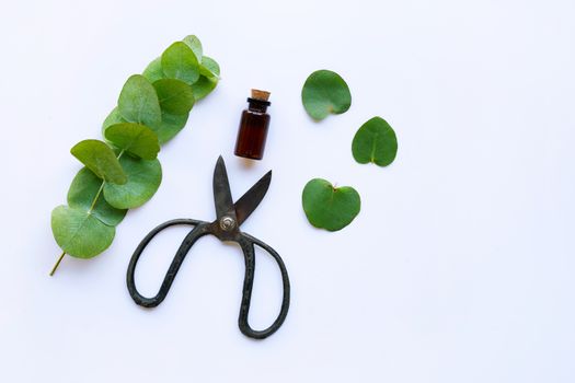 Eucalyptus essential oil with branch, leaves of eucalyptus and vintage scissors on white background