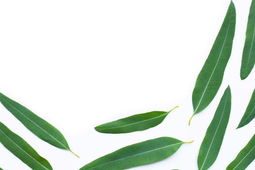 Eucalyptus leaves on white background. Copy space